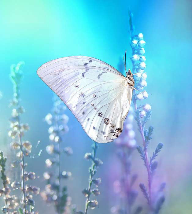 Beautiful white butterfly on white flower buds on a soft blurred, Premium Kollekció
