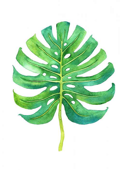 Tropical leaf illustration, Premium Kollekció