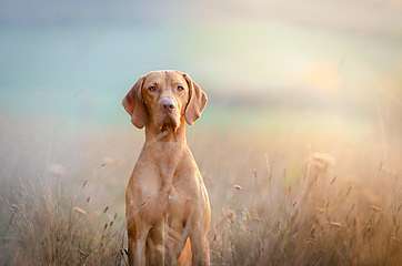 Vizsla a mezőn, 