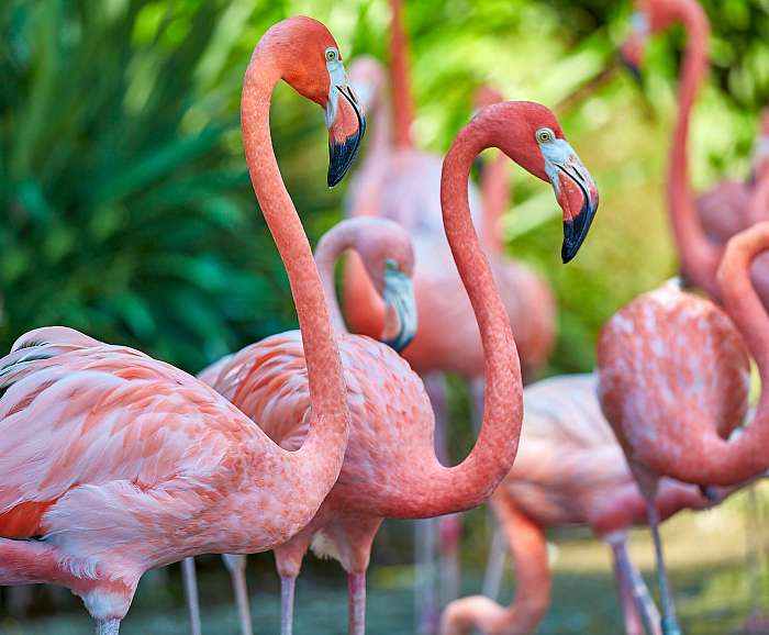 Rózsaszín flamingók, Premium Kollekció