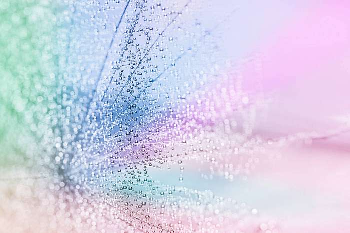 Many small droplets on the dandelion seed. Selective focus., Premium Kollekció