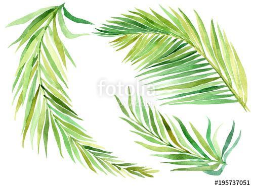 Tropical leaves set. Jungle botanical watercolor illustrations, , Premium Kollekció