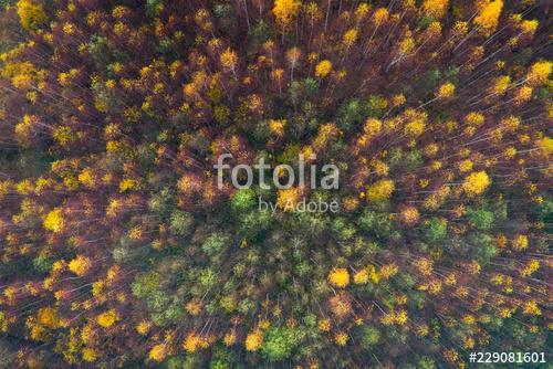 Aerial top view of autumn trees in wild park in september, Partner Kollekció