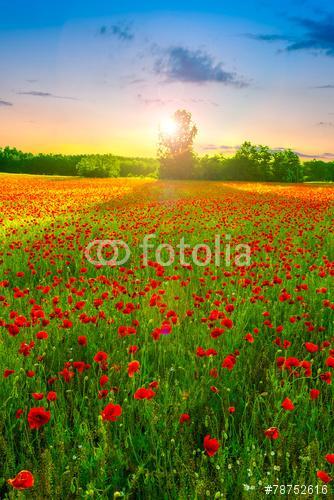 Poppies field at sunset, Premium Kollekció