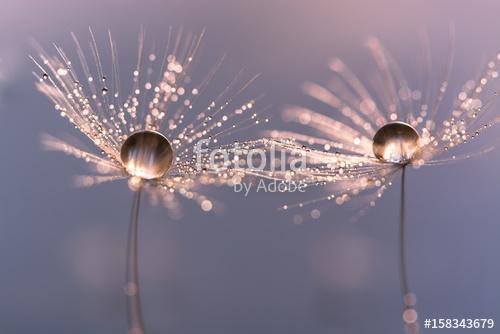 Dandelion with drops of water in a beautiful tonality. Macro of , Premium Kollekció