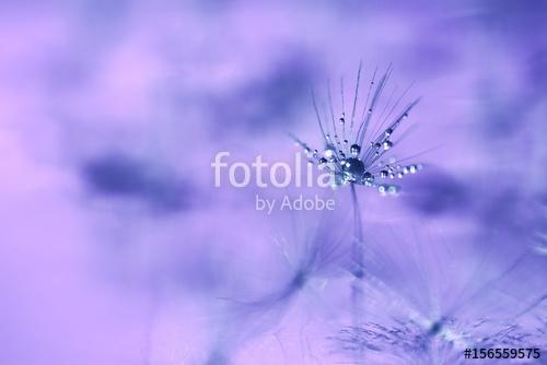 The seed of a dandelion with water drop,macro., Premium Kollekció