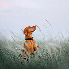 Vizsla a búzamezőn, 