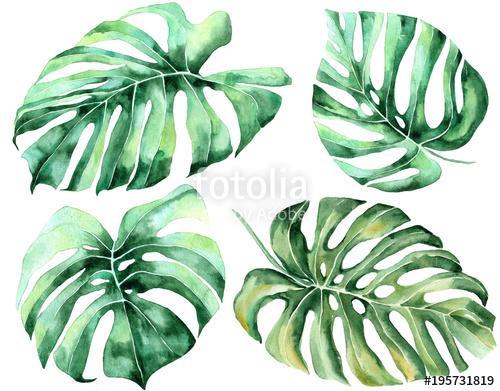 Tropical watercolor leaves set, Premium Kollekció