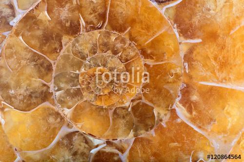 yellow ammonite spiral closeup, Premium Kollekció