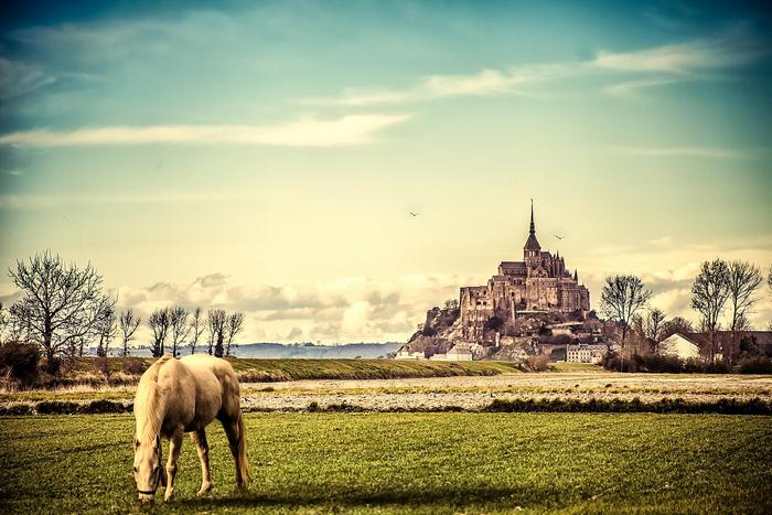 Legelésző ló, háttérben a Mont-Saint-Michel, 