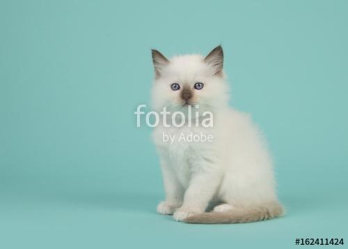 Aranyos ülő baby rongybaba macska a kamerával szemben egy kék tu, Premium Kollekció