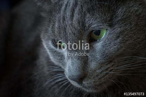 Orosz kék macska portréja, Premium Kollekció