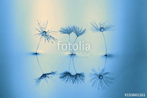 Dandelion with water drops and reflection, Premium Kollekció