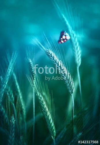 Young ears spikelets of rye in the spring outdoors on a blue-gre, Premium Kollekció