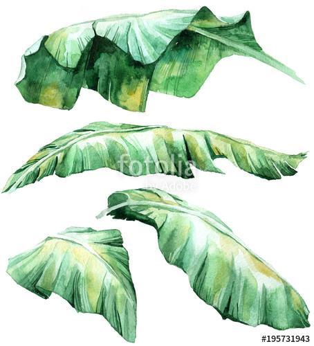 Tropical watercolor leaves set, Premium Kollekció