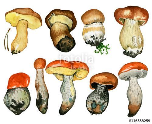 Wild mushrooms. Hand drawn watercolor painting isolated over whi, Premium Kollekció