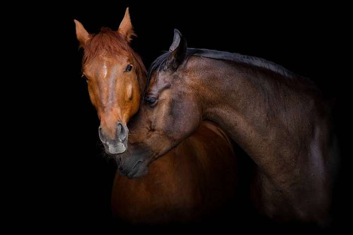 Két ló portré fekete háttéren. Lovak szerelmes, Premium Kollekció