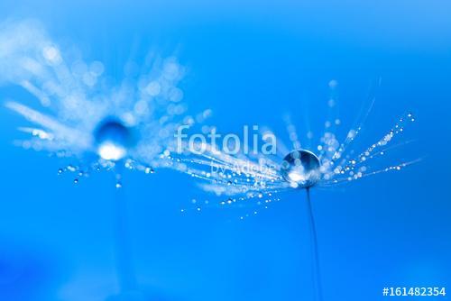 Macro of dandelion with water drop. Dandelion on a beautiful tur, Premium Kollekció