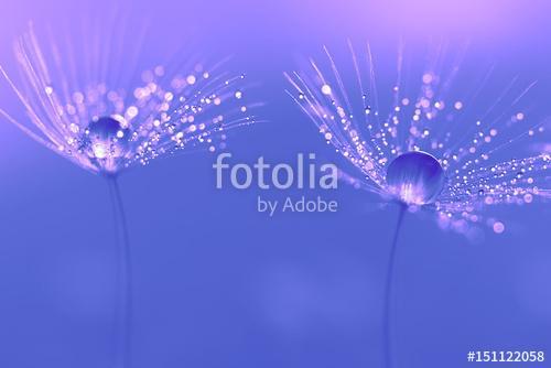 Dandelion seeds with water drops and beautiful shades, Premium Kollekció