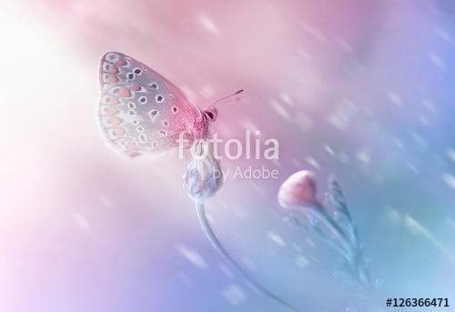 Beautiful delicate elegant butterfly on a flower with a soft foc, Premium Kollekció