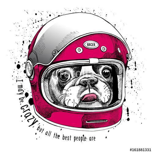 French Bulldog in a modern racer helmet. Vector illustration., Premium Kollekció