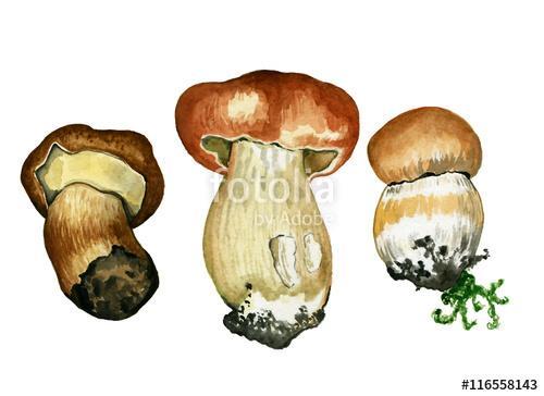 Wild mushrooms. Hand drawn watercolor painting isolated over whi, Premium Kollekció