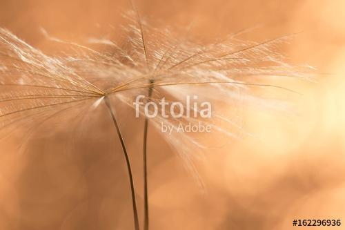 Dandelion seeds closeup in Golden. Beautiful macro of a dandelio, Premium Kollekció