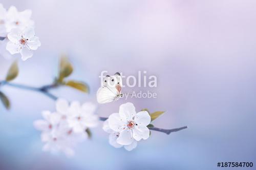 Beautiful white butterfly and branch of blossoming cherry in spr, Premium Kollekció