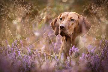 Vizsla türelem, 