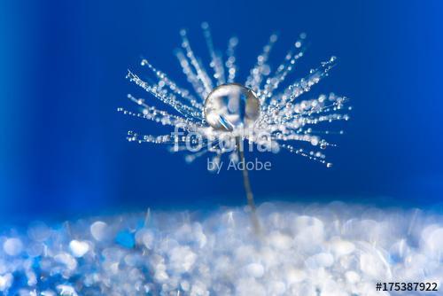 Dandelion abstract background. Shallow depth of field., Premium Kollekció