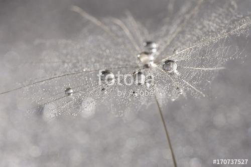 Dandelion close-up with silver drops of dew. Selective focus, Premium Kollekció