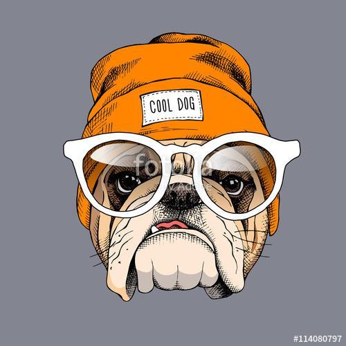 Bulldog portrait in a hipster hat and with glasses. Vector illus, Premium Kollekció