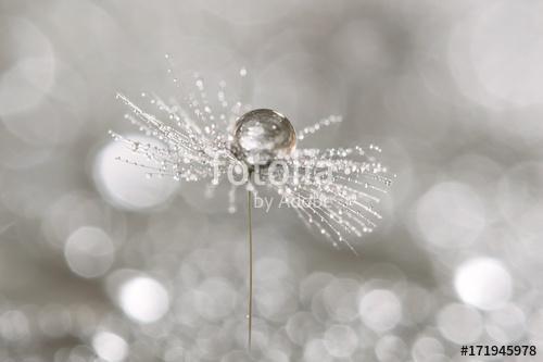 A drop of dew on a dandelion. Macro of dandelion art work., Premium Kollekció