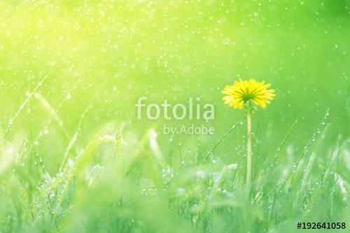 Delicate natural background with dandelion in the rain. Soft foc, Premium Kollekció