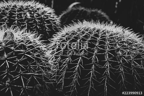 Kaktus schwarz-weiß, Premium Kollekció