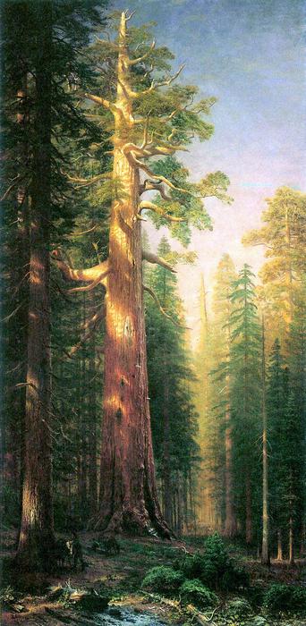 Nagy fák, Mariposa Grove, Kalifornia, Albert Bierstadt