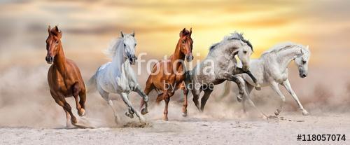 A lóállomány sivatagi porban gyorsan fut a drámai naplemente égb, Premium Kollekció