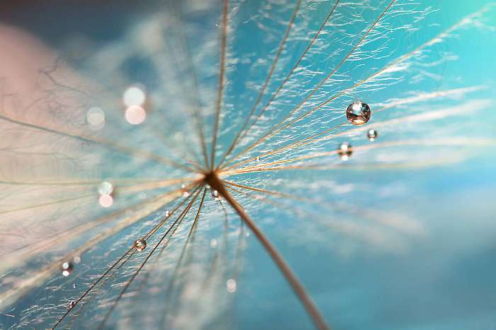 The droplet of water on the seed of dandelion . Dandelion on a t, Premium Kollekció