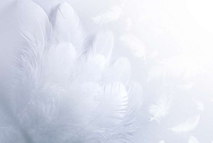 Légies puha, bolyhos szárnyú madár, fehér tollal közelkép mac, Premium Kollekció