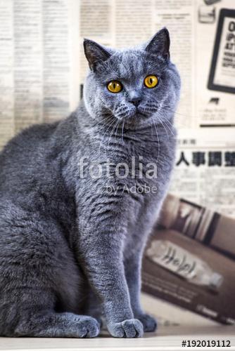 Kék brit macska otthon, Premium Kollekció