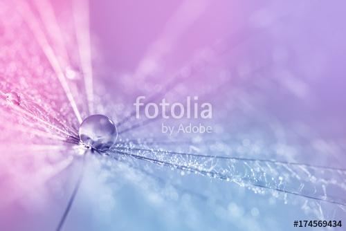 A dandelion seed with a drop of dew on a multicolored background, Premium Kollekció