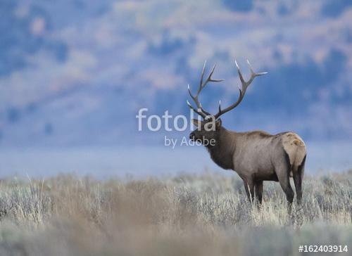 BULL ELK IN SAGEBRUSH MEADOW STOCK IMAGE, Premium Kollekció