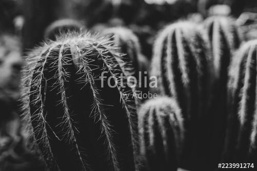 Kaktus schwarz-weiß, Premium Kollekció