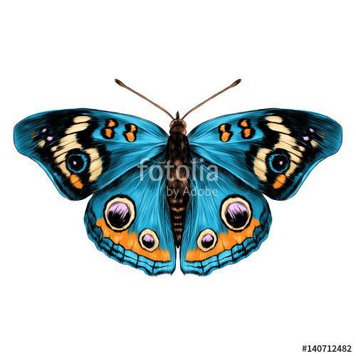 butterfly with open wings top view of symmetry, sketch the graph, Premium Kollekció