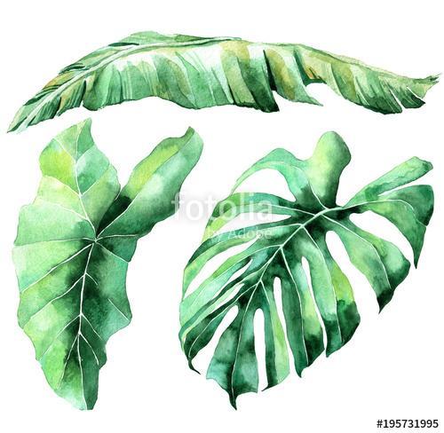 Tropical watercolor leaves set, Premium Kollekció