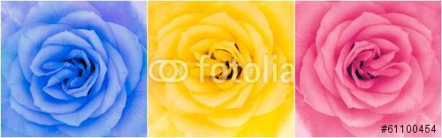 Részlet a három többszínű rózsa virágok, Premium Kollekció
