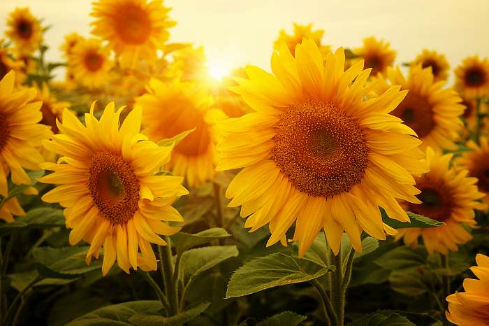 Napraforgók és a nap, Premium Kollekció Napraforgók és a nap, Premium Kollekció