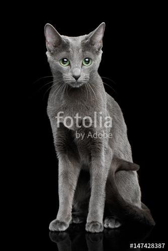 Portré egy orosz kék macskáról, Premium Kollekció