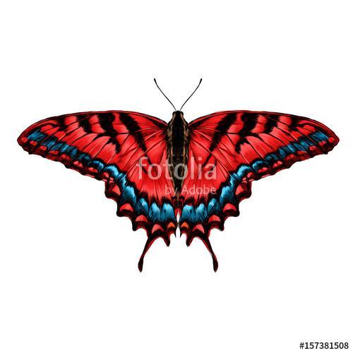 red butterfly with blue pattern on the wings of the symmetric to, Premium Kollekció