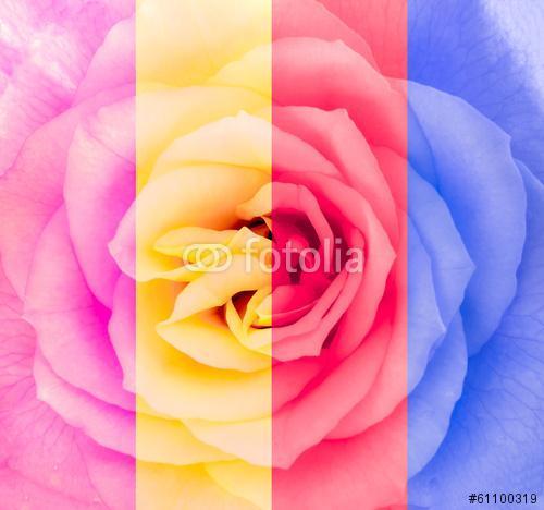 Közelkép részletesen rózsa virág többszínű, Premium Kollekció